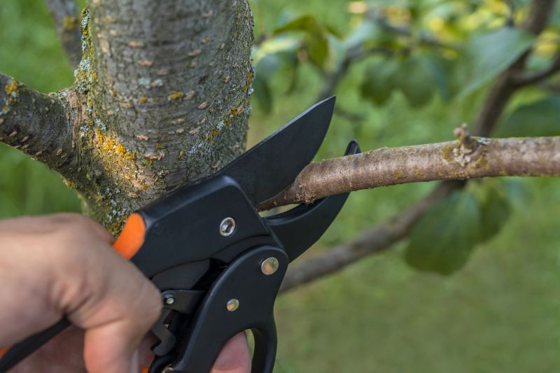 Mimosa Tree Removal in San Jose, CA