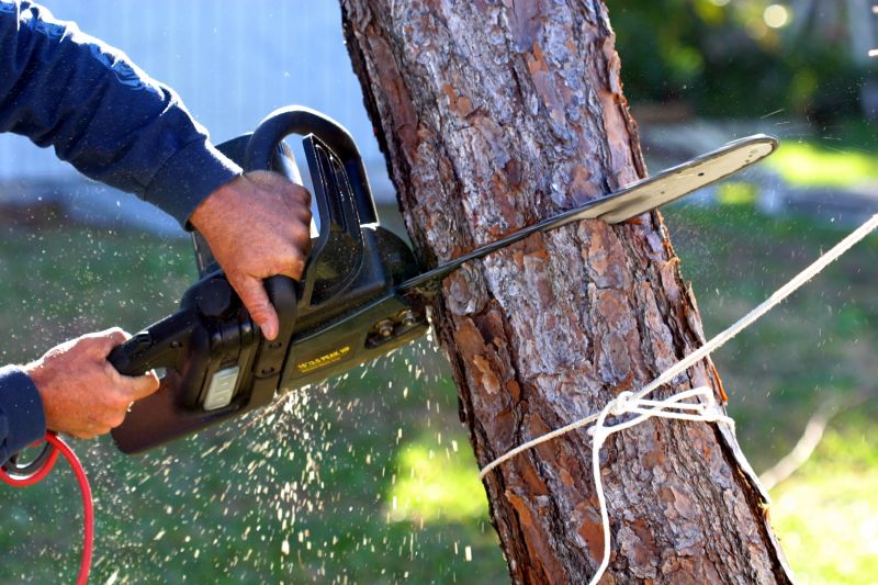 Mimosa Tree Removal in Aiken, SC