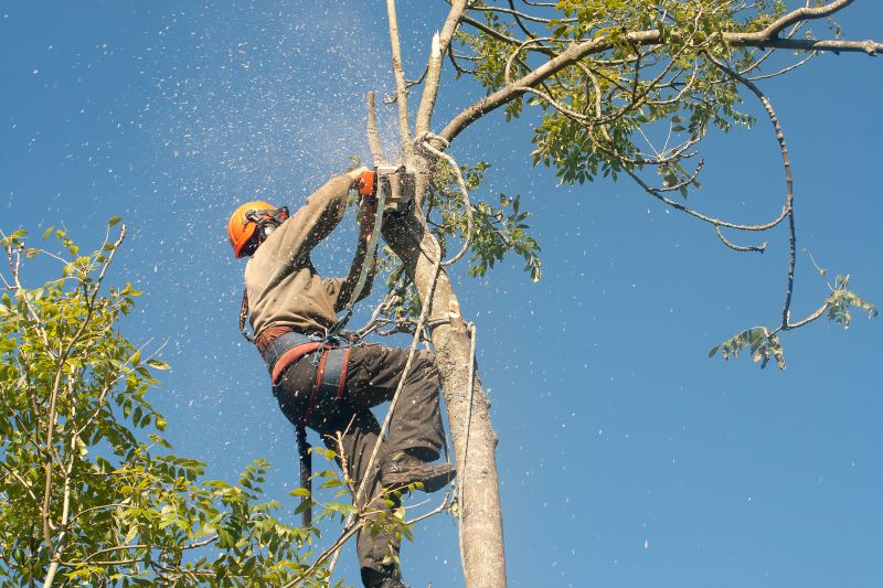 Improves safety by preventing overgrown branches from causing damage.