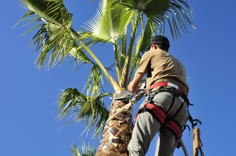 Encourages healthy growth and better sunlight penetration